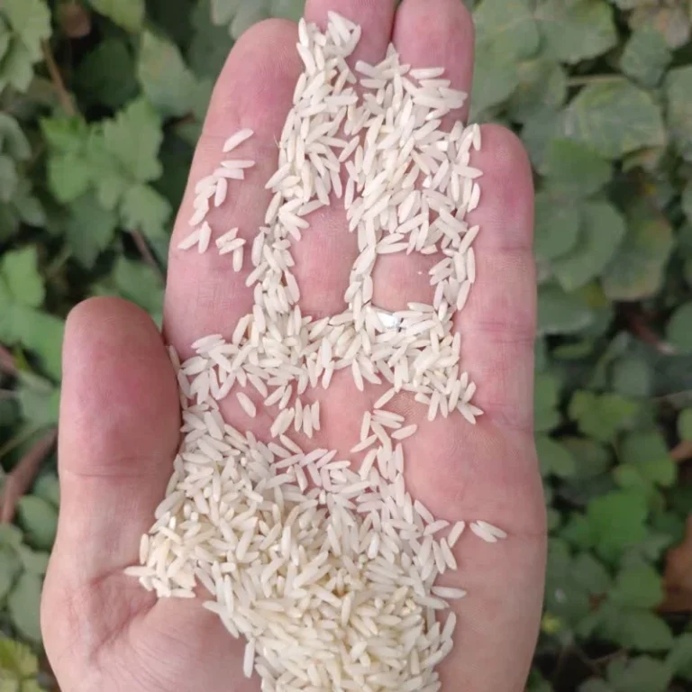 برنج طارم هاشمی (5کیلویی) غربال شده صداقت